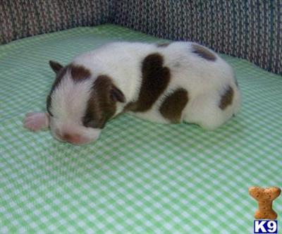 Boston Terrier Puppies for Sale